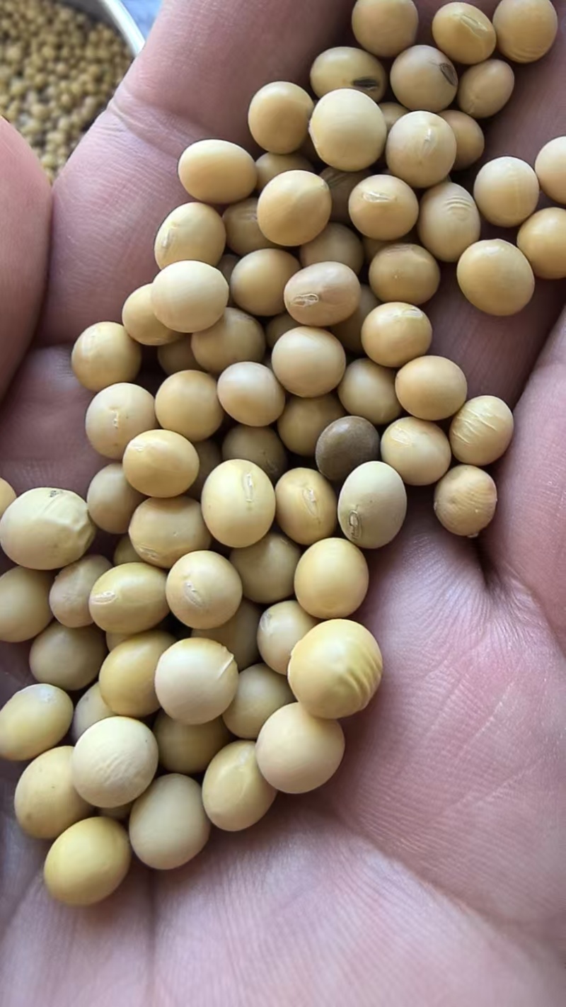优质俄罗斯非转基因大豆