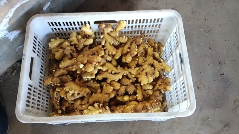 生姜供养