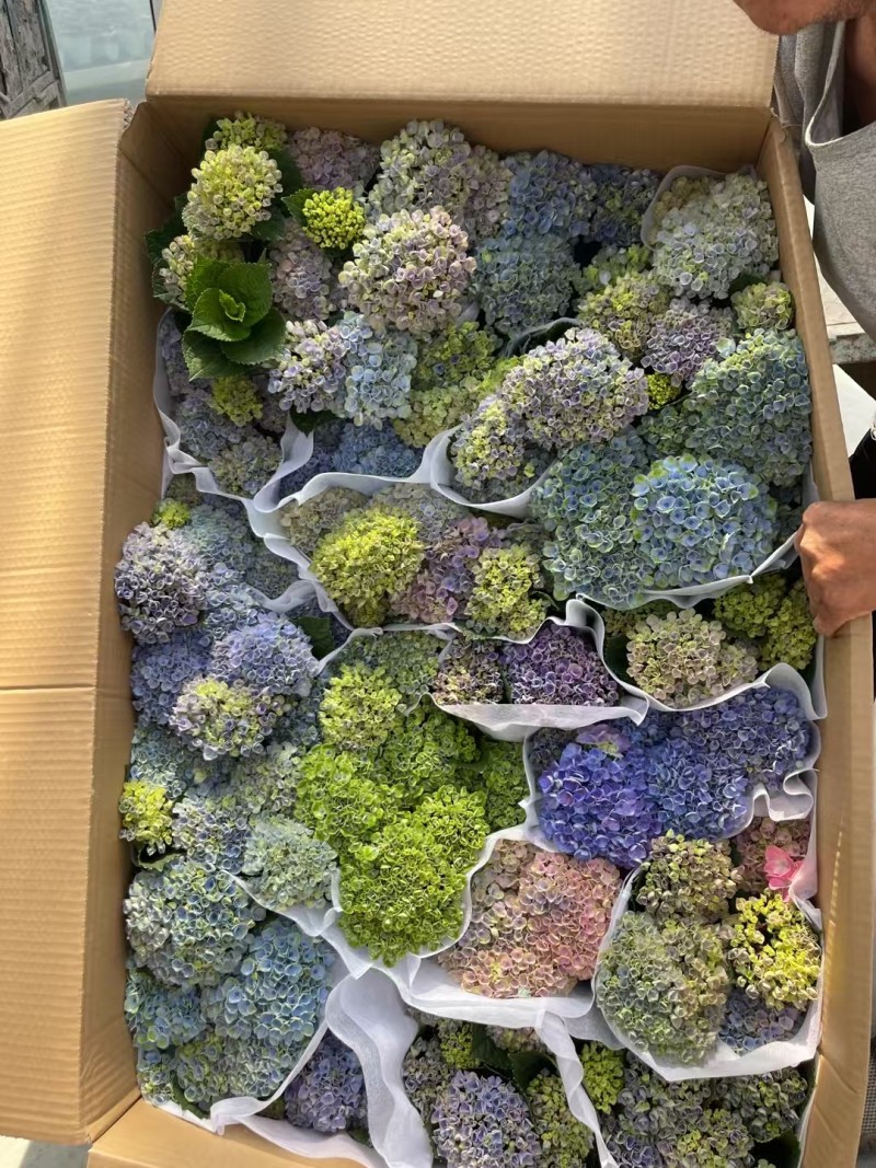 绿化绣球，加仑绣球，品种绣球，绣球基地直发，批发各种绣球