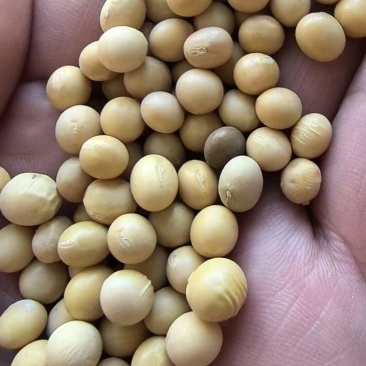 优质俄罗斯非转基因大豆