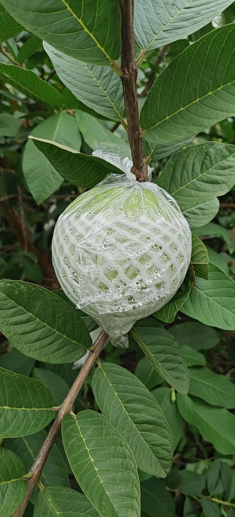 珍珠白番石榴批发商
