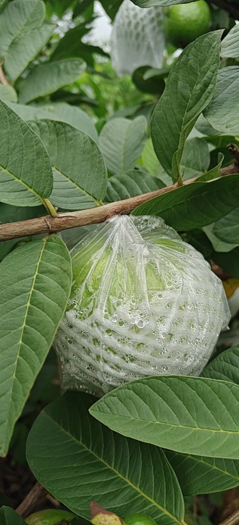 珍珠白番石榴批发商