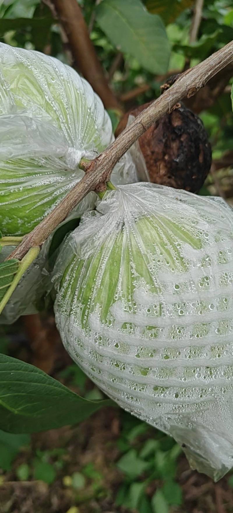 珍珠白番石榴批发商