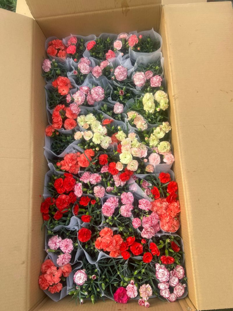 康乃馨混色批发母亲节康乃馨盆花基地直发