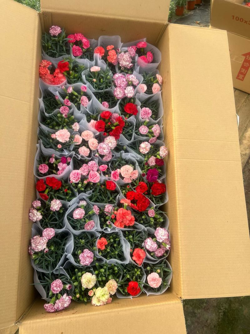 康乃馨混色批发母亲节康乃馨盆花基地直发