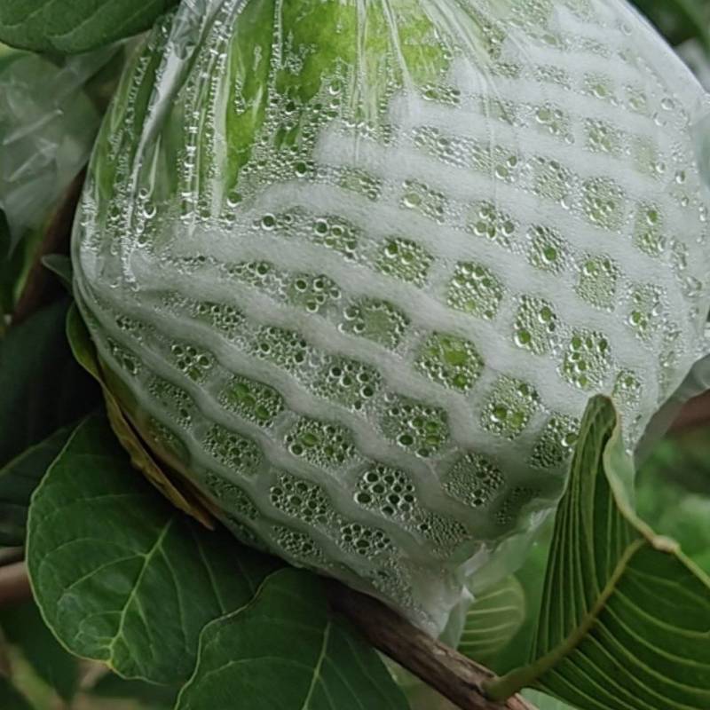 珍珠白番石榴批发商