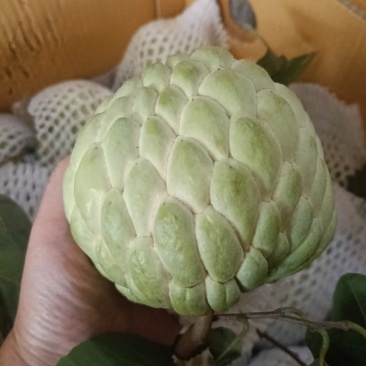 大目释迦果新鲜果子现摘现发