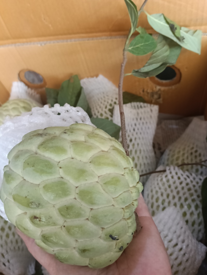 大目释迦果新鲜果子现摘现发