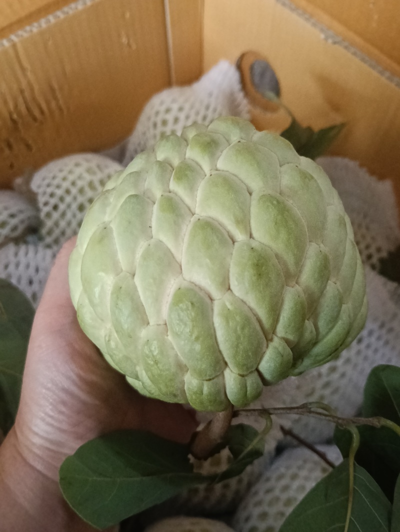 大目释迦果新鲜果子现摘现发