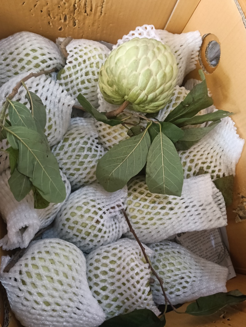 大目释迦果新鲜果子现摘现发