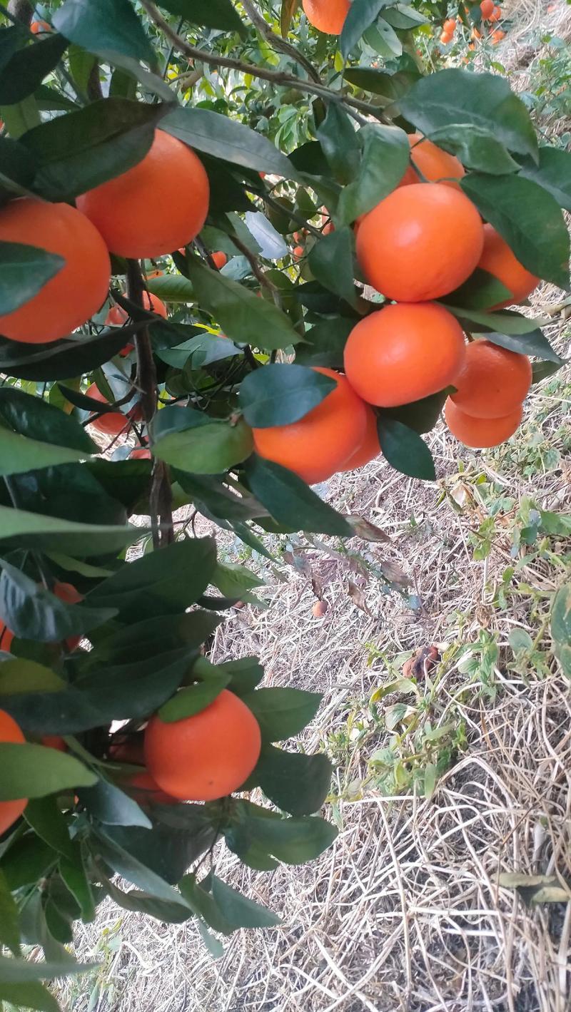 云南沃柑，大宗批发可签三保协议，正经公司不是骗子