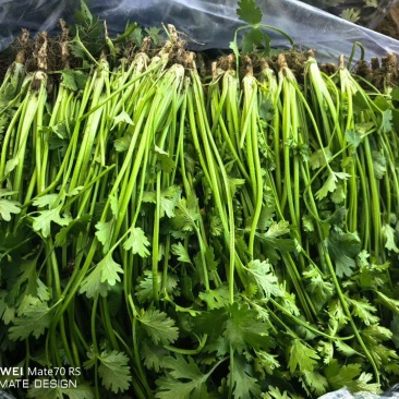 唐山中叶铁杆青全年供应,量大从优,可视频看货