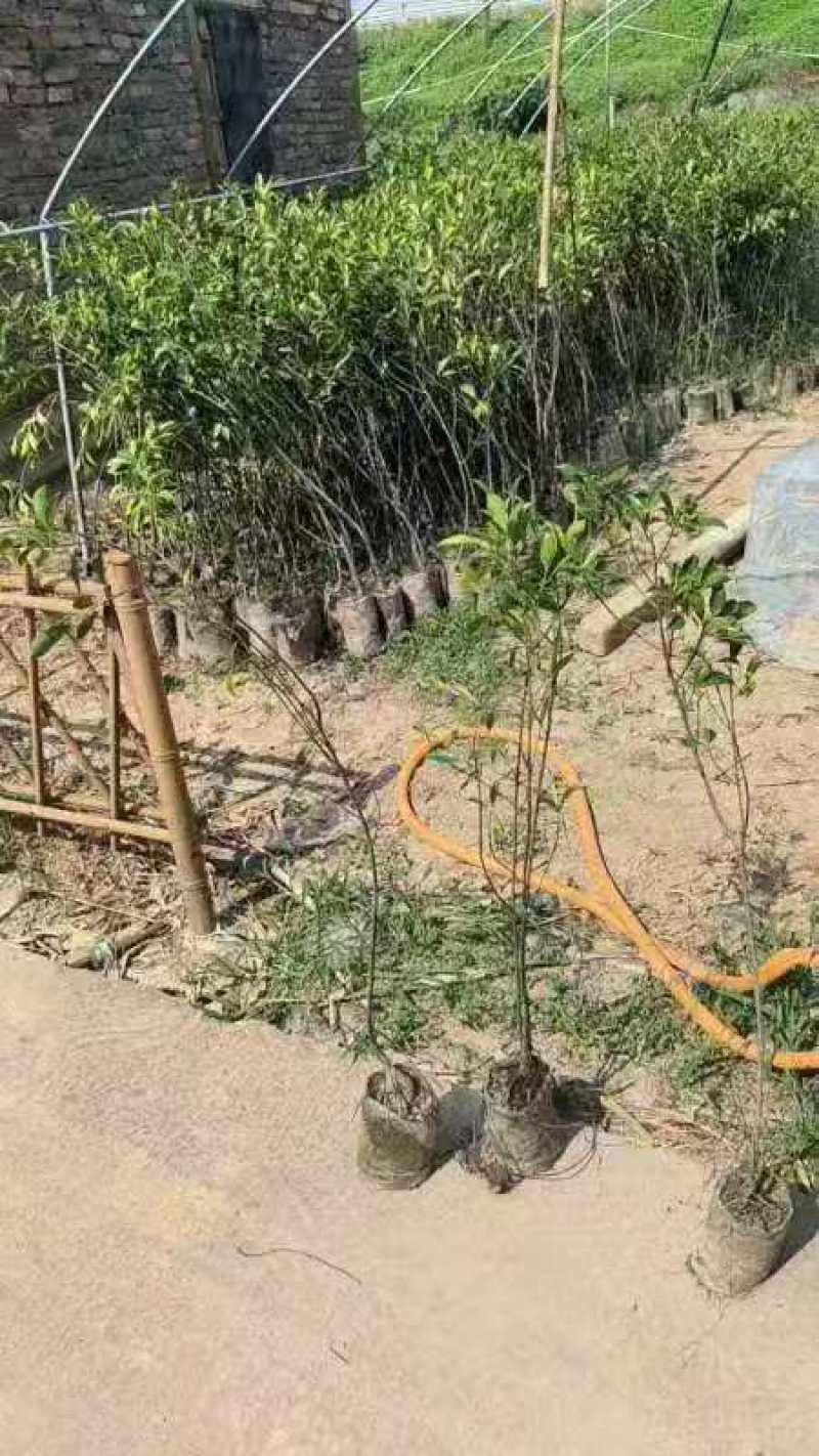 小叶榕2一5公分