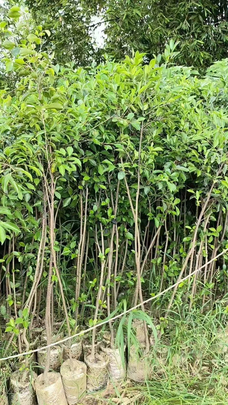 小叶榕2一5公分