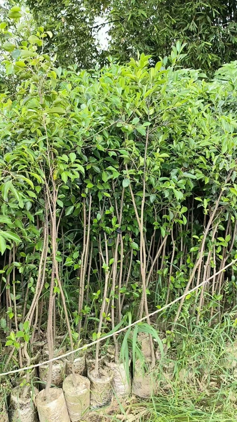 小叶榕2一5公分