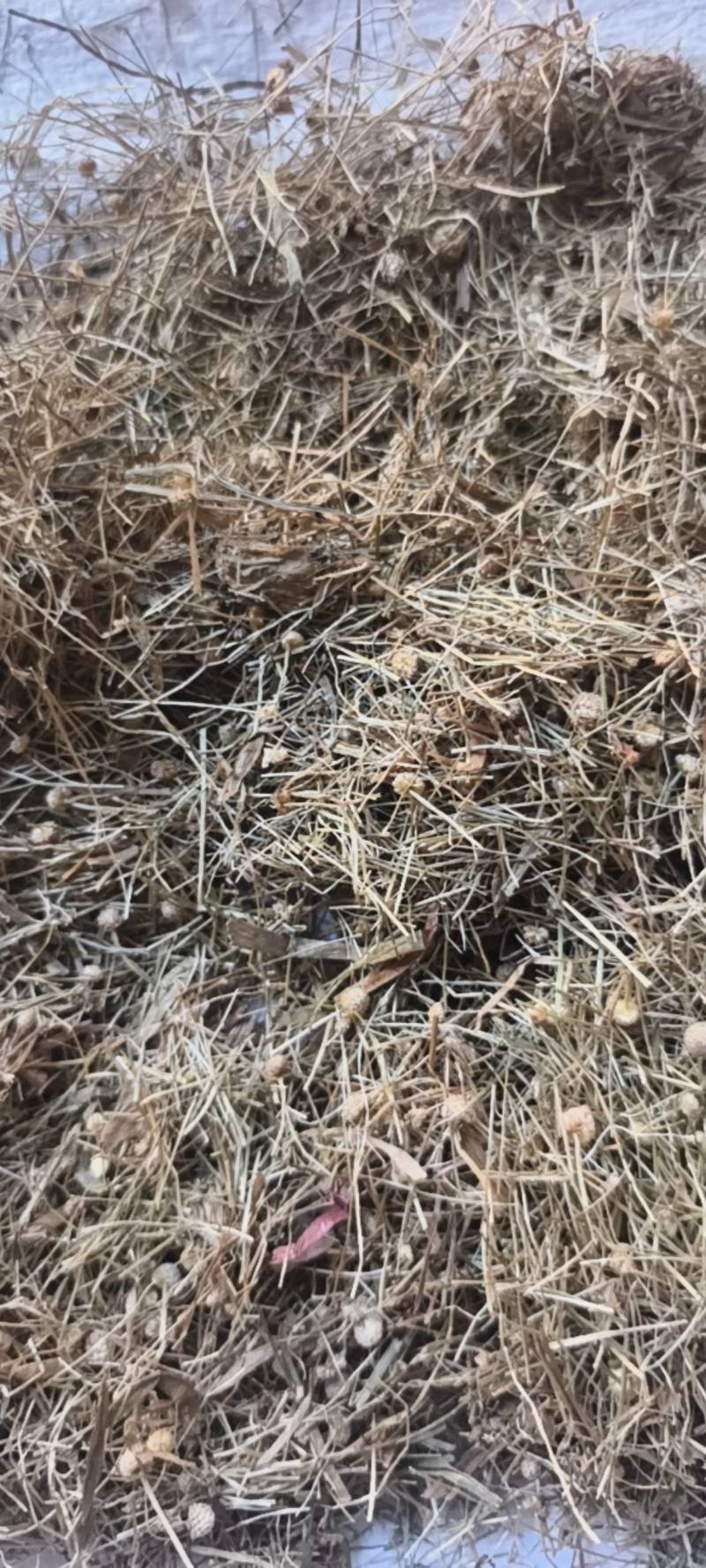 谷精草谷精草无杂质产地湖南省产地直供