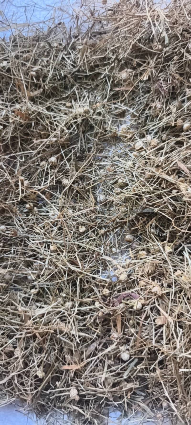 谷精草谷精草无杂质产地湖南省产地直供