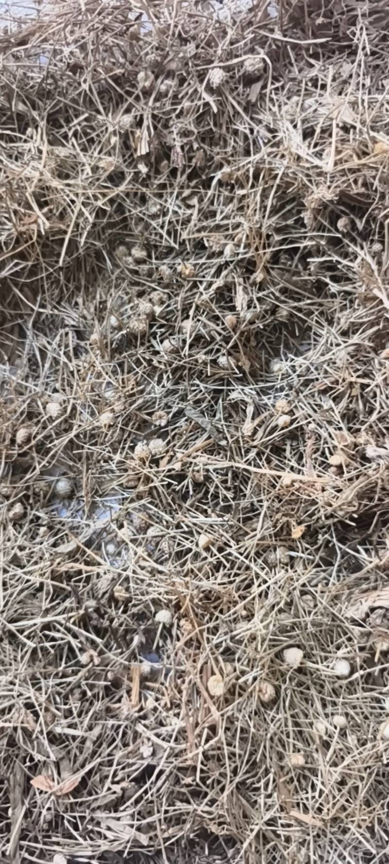 谷精草谷精草无杂质产地湖南省产地直供