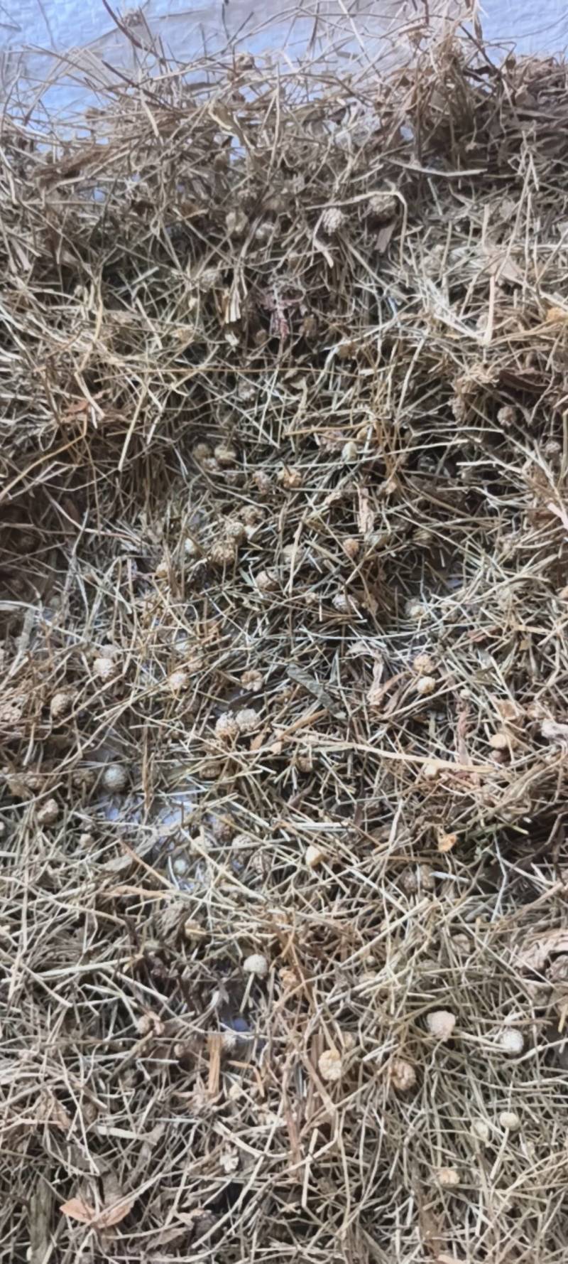 谷精草谷精草无杂质产地湖南省产地直供
