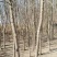 供应紫叶稠李8-12公分