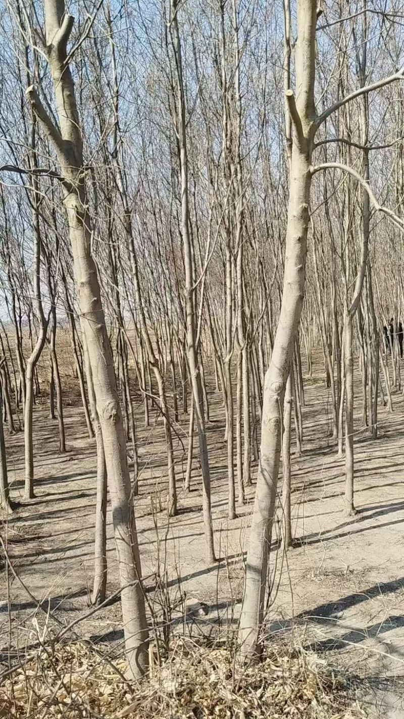 供应紫叶稠李8-12公分
