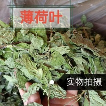 薄荷中药材新货头茬薄荷叶自然晾晒无硫道地药材