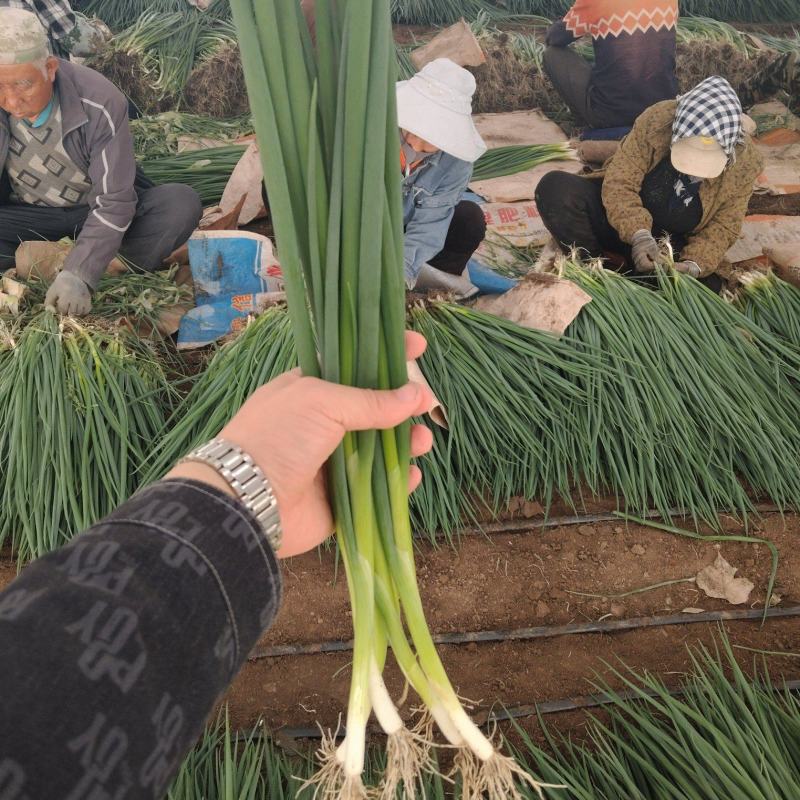 吉林产区大棚香葱