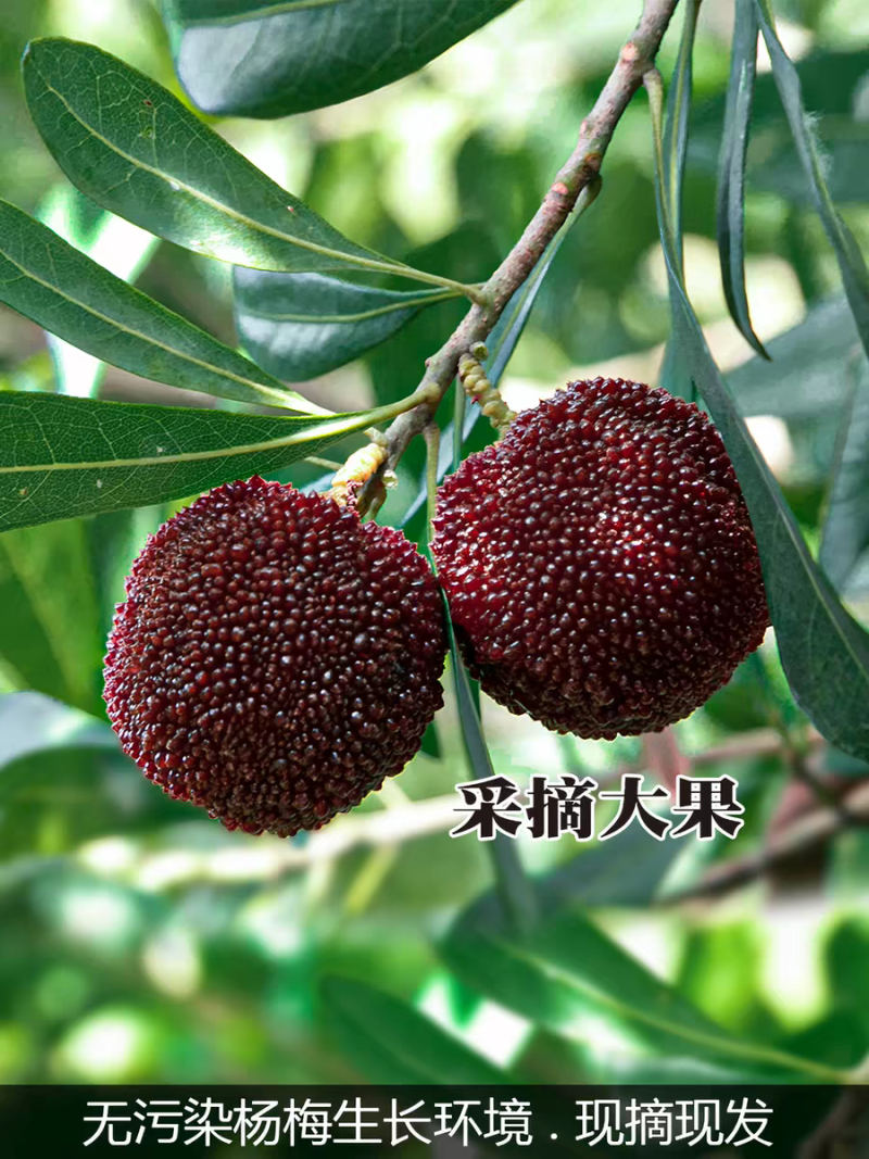 台州仙居东魁杨梅
