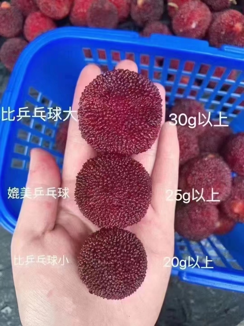 台州仙居东魁杨梅