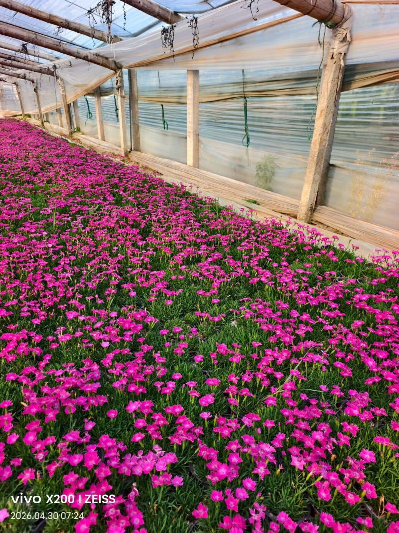 100万欧石竹基地直发，耐寒，做草坪用于绿化，石竹地被草