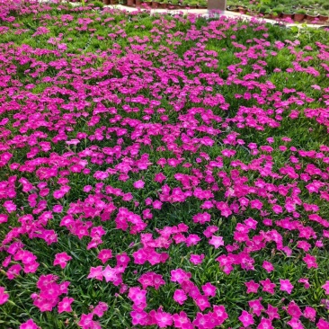 100万欧石竹基地直发，耐寒，做草坪用于绿化，石竹地被草