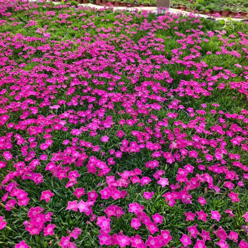100万欧石竹基地直发，耐寒，做草坪用于绿化，石竹地被草