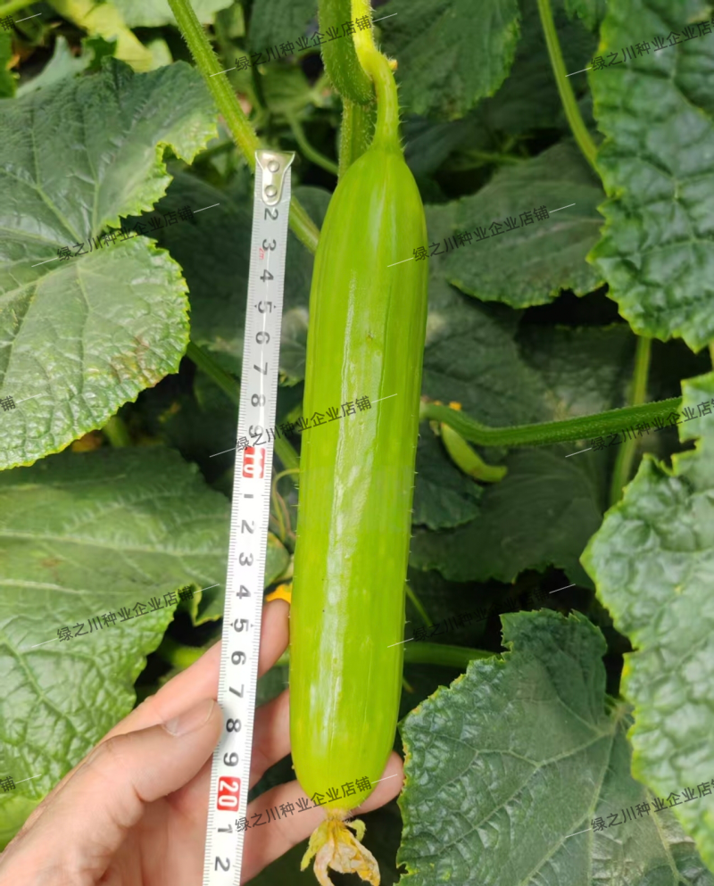 依丽莎白奶油黄瓜种子脆甜强雌型水果黄瓜种子香味黄瓜结瓜多