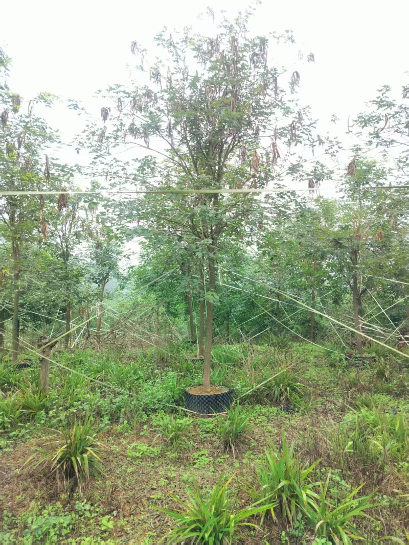 黄花风铃多花全冠自家基地直发量大价格便宜