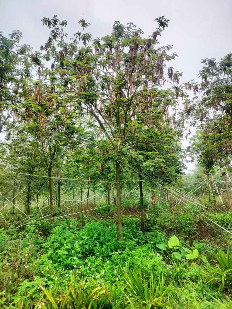 黄花风铃多花全冠自家基地直发量大价格便宜