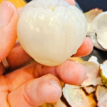四川大量晚熟荔枝桂味荔枝保证一手货源可批发可零售现采现摘