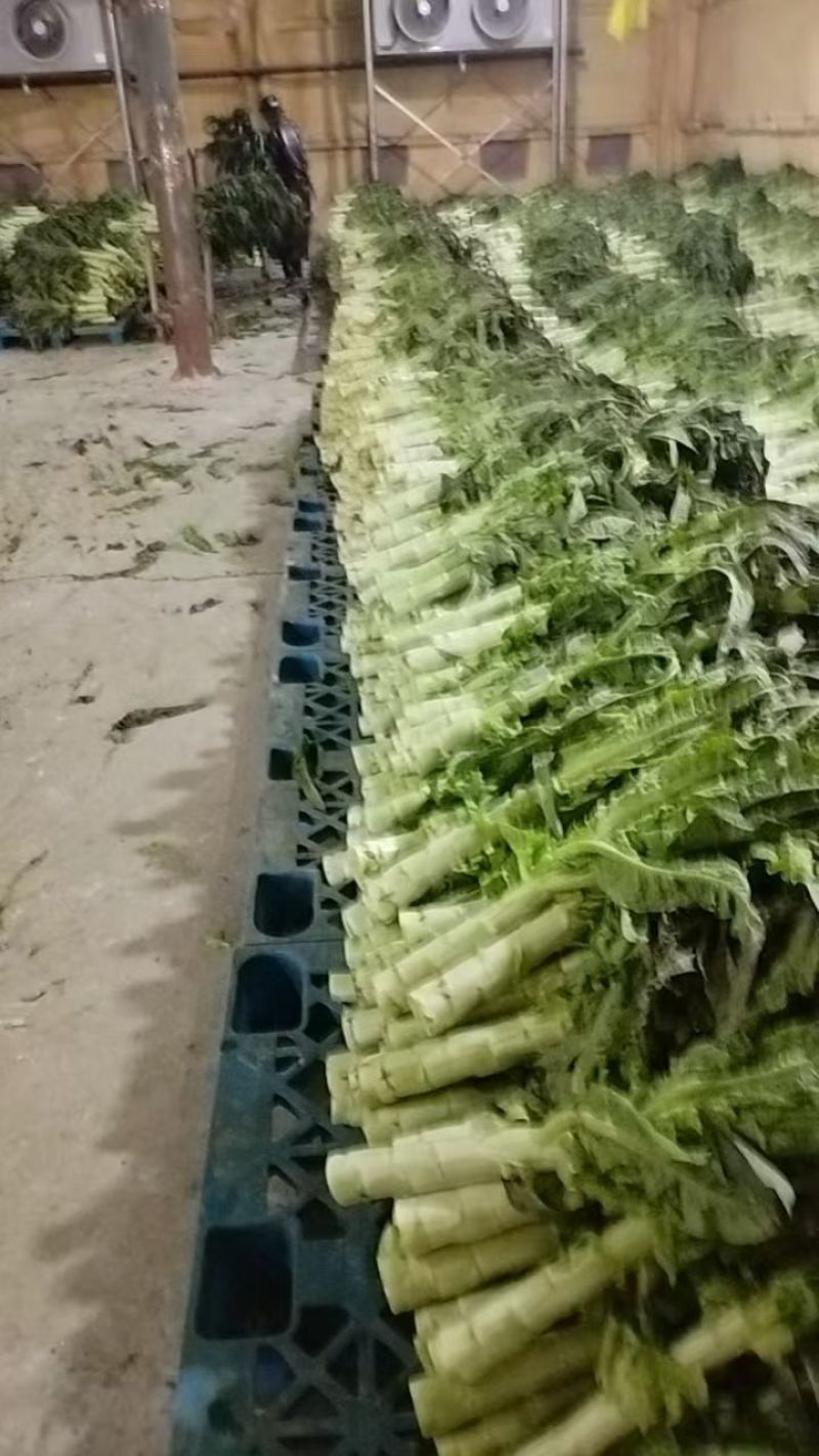 兰州红叶莴笋大量上市，价格便宜质量**，远销全国各大市场