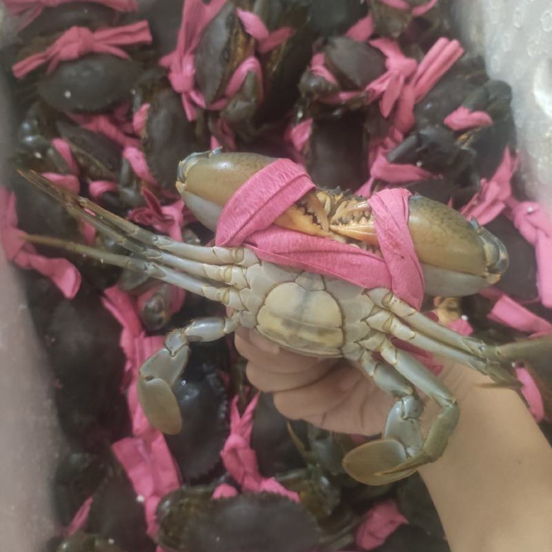 一手货源越南奄仔蟹对接各种商超，供应链