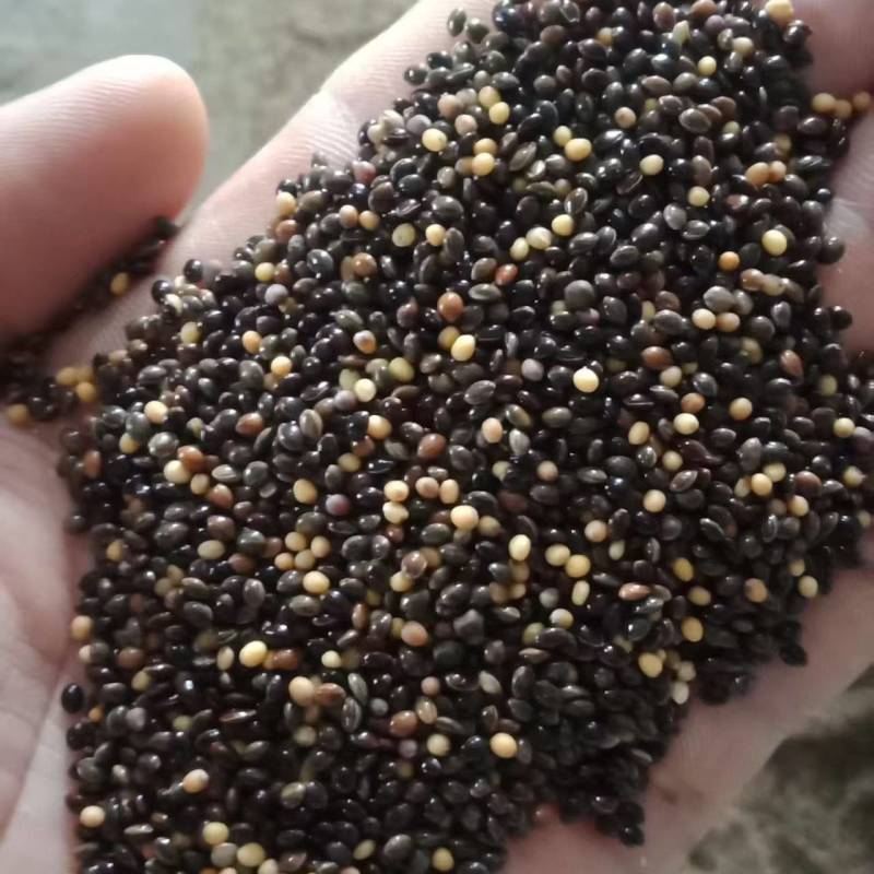 鸟粮草籽