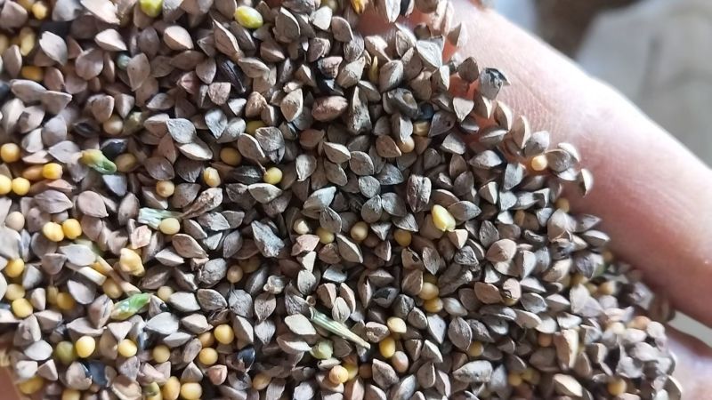 鸟粮草籽