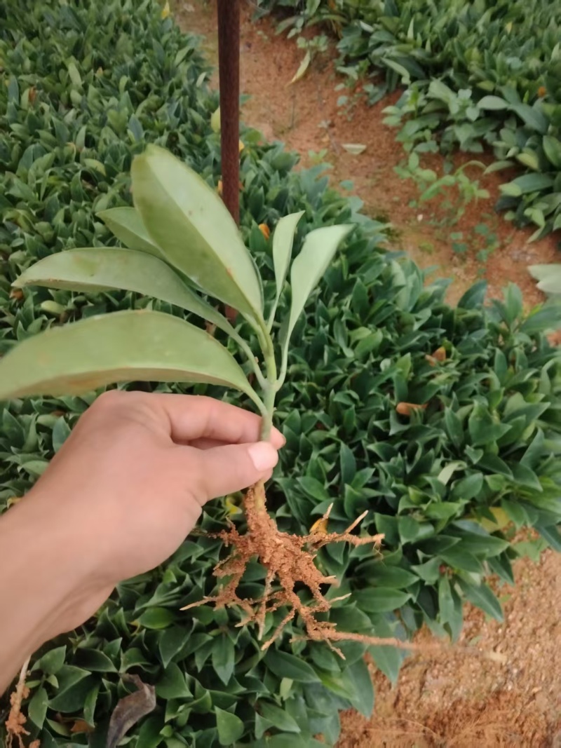 非洲茉莉纤插苗，基地大量出售