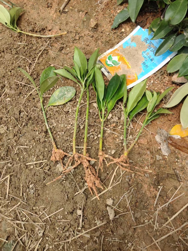 非洲茉莉纤插苗，基地大量出售