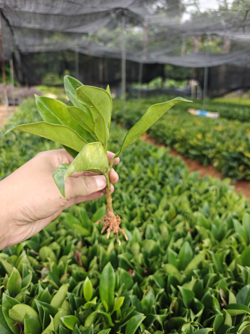 非洲茉莉纤插苗，基地大量出售