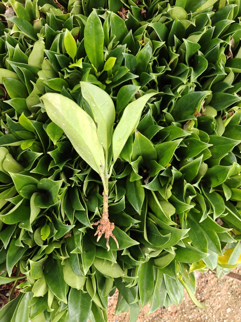 非洲茉莉纤插苗，基地大量出售