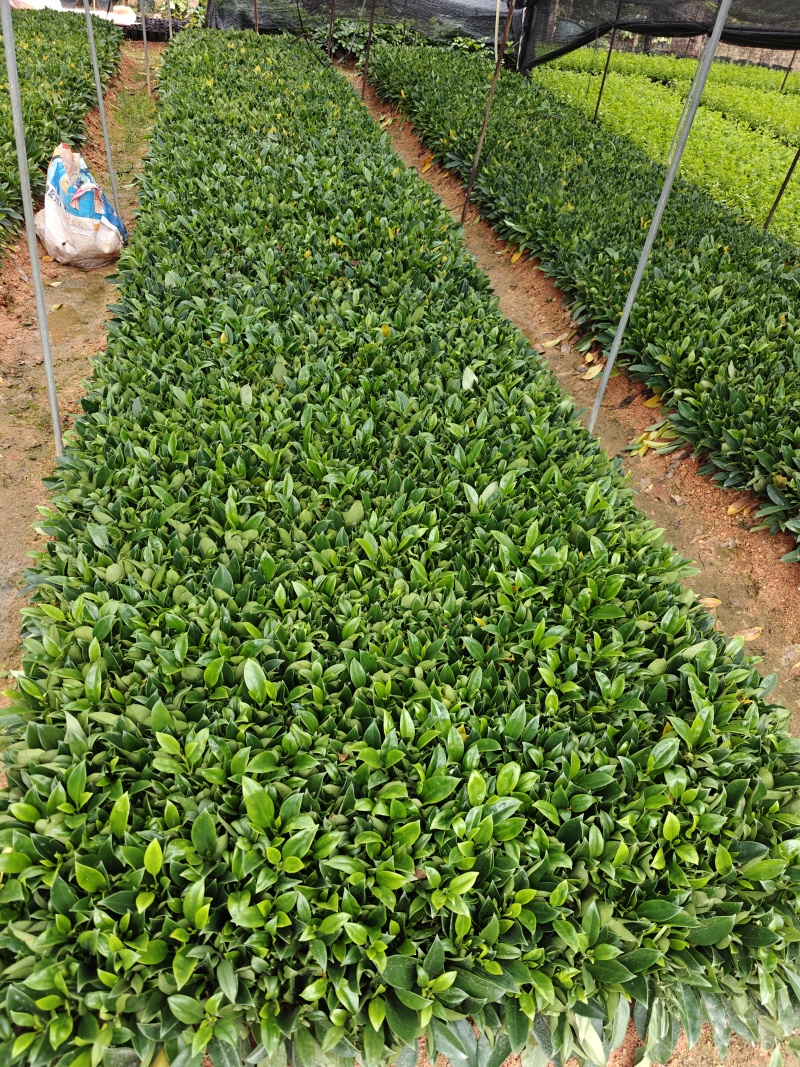 非洲茉莉纤插苗，基地大量出售