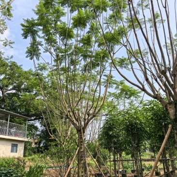 蓝花楹13～25分大量出售中