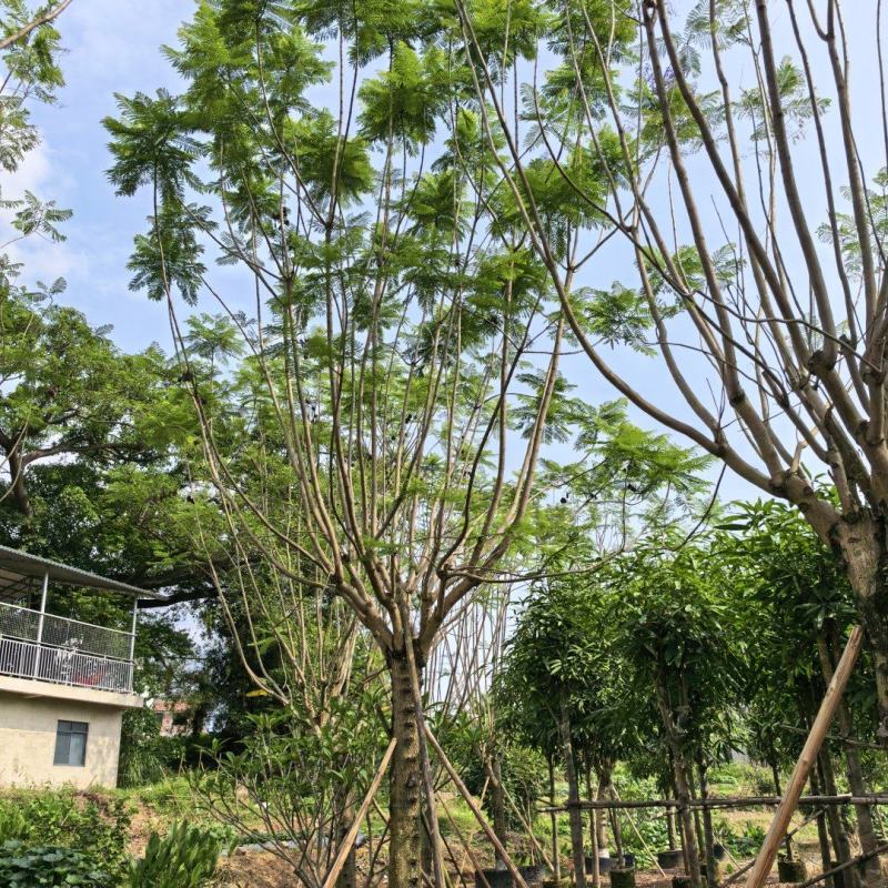 蓝花楹13～25分大量出售中