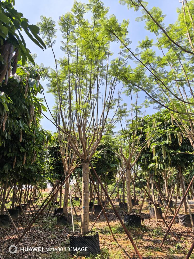 蓝花楹13～25分大量出售中