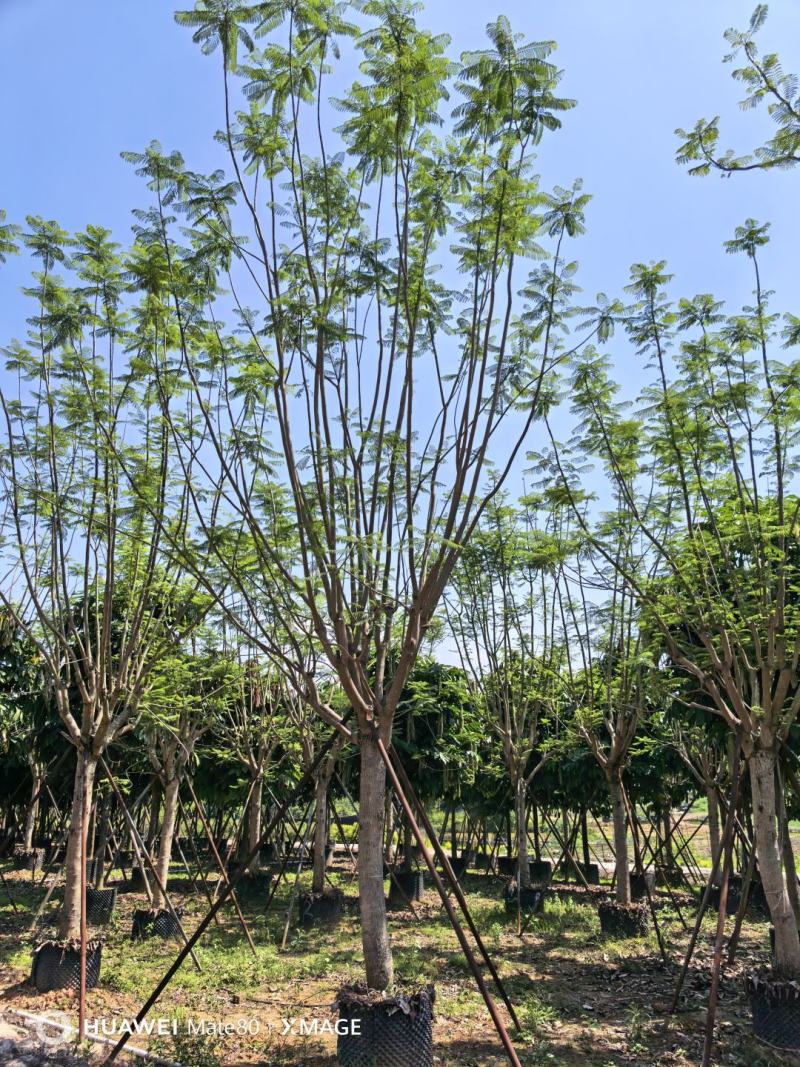 蓝花楹13～25分大量出售中