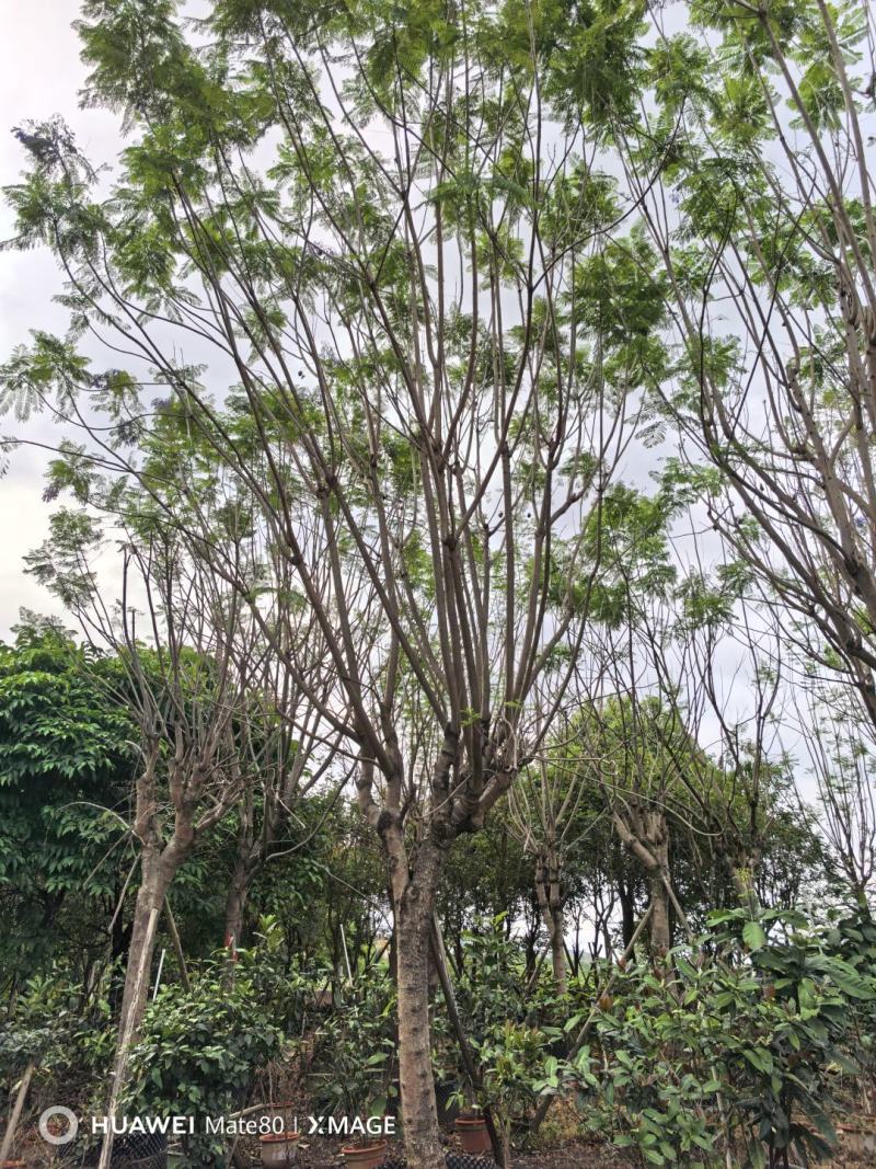 蓝花楹13～25分大量出售中